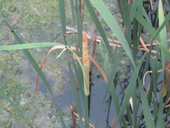 Typha latifolia