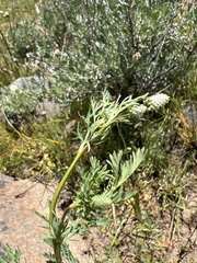 Sanguisorba occidentalis
