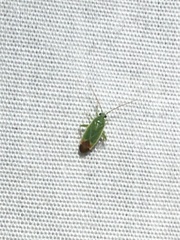 Parthenicus rufivenosus