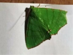 Eulepidotis viridissima