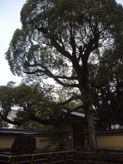 Magnoliopsida