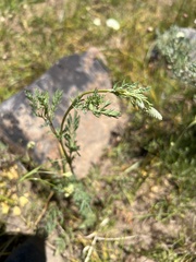 Sanguisorba occidentalis