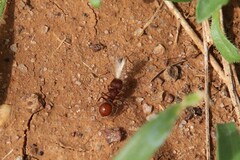 Meranoplus diversus