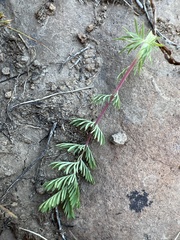 Sanguisorba occidentalis