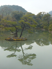 Pinus