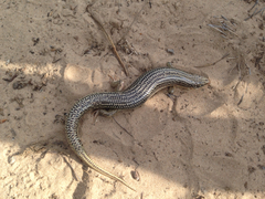 Plestiodon obsoletus