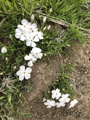 Phlox multiflora
