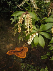 Pieris japonica