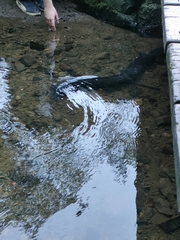 Anguilla dieffenbachii