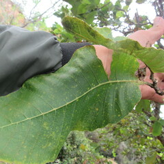 Curatella