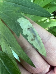 Calycomyza artemisiae
