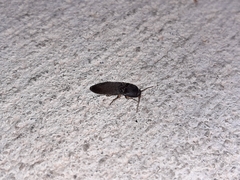 Heteroderes amplicollis