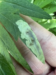 Calycomyza artemisiae