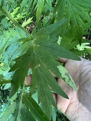 Calycomyza artemisiae