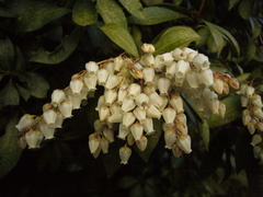 Pieris japonica