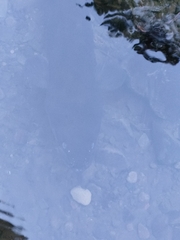 Anguilla dieffenbachii