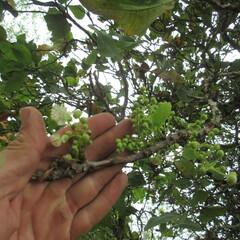 Curatella