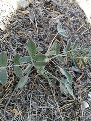 Astragalus lupulinus