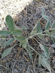 Astragalus lupulinus
