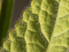 Stachys rigida quercetorum