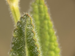 Stachys rigida quercetorum