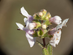 Stachys rigida quercetorum