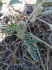 Astragalus lupulinus