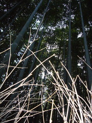 Phyllostachys edulis