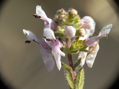 Stachys rigida quercetorum