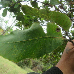 Curatella