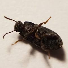 Coleoptera