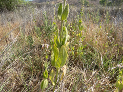 Stachys rigida quercetorum