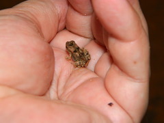 Sclerophrys brauni