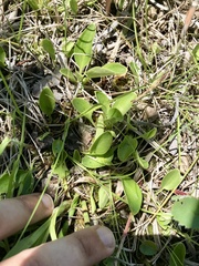 Parnassia glauca
