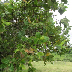 Curatella