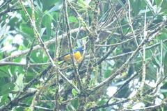 Euphonia rufiventris