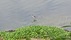 Himantopus mexicanus