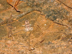 Sclerophrys brauni