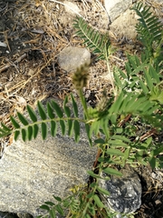 Astragalus inopinatus