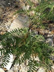 Astragalus inopinatus