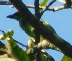 Psilopogon armillaris