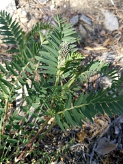Astragalus inopinatus