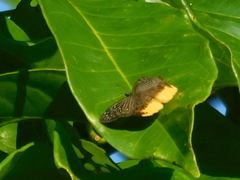 Mooreana trichoneura