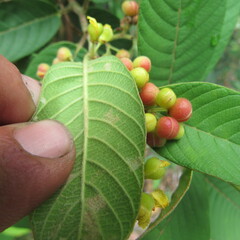 Davilla