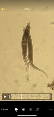 Dileptidae