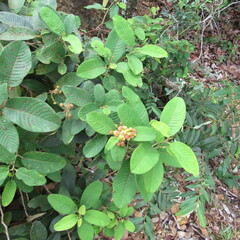 Davilla