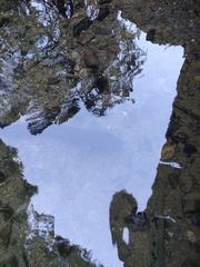 Anguilla dieffenbachii