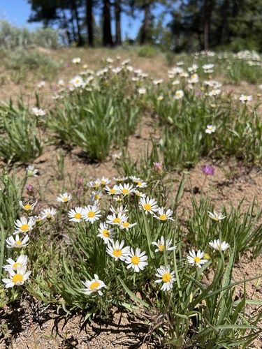 Erigeron eatonii var. plantagineus