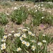 Erigeron eatonii plantagineus - Photo (c) Susan Fawcett, some rights reserved (CC BY-NC), uploaded by Susan Fawcett