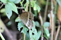 Mycalesis gotama nanda